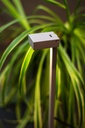 Path Bandit